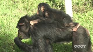 서울대공원 아기 침팬지 '아자' ( 12 Months Old Chimp 'AJA' )