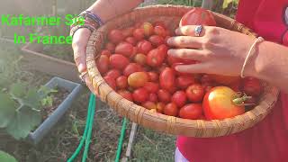 Every 3 days .. Harvesting Tomatoes with Osh .. Back yard Organic Vegetables...