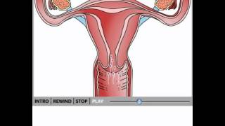 Female reproductive system animation