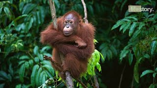 Orang Utans: Species Facts, Diet and Best Places to See #orangutan #indonesia #life