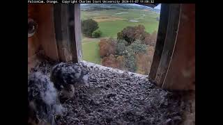 FalconCam Project 07.11.2024 11:01