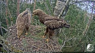 mazie ērgļi,ligzda bērzā un klijāna vizīte.  27.04.2020