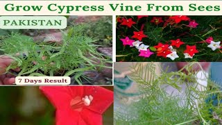 How to grow cypress vine seeds| Cardinal creeper |morning glory |star glory |humming bird vine.