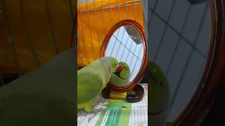 The green parrot's songs (Mani) to attract the gray parrot (Misha)!🦜❤ #birds #tiktok #shorts #cute