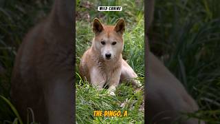 Dingo Discovery: Unraveling the Secrets of Australia's Wild Dog #animals #wildlife #nature #shorts