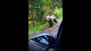 Cute baby bear #bear #dangerous #moments