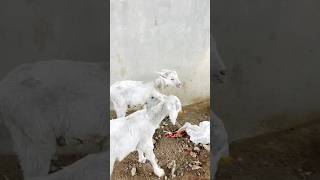 এই ছাগল দুটো কোন জাতের অবশ্যই কমেন্টে জানাবেন#goatfarming #viralvideo #tranding