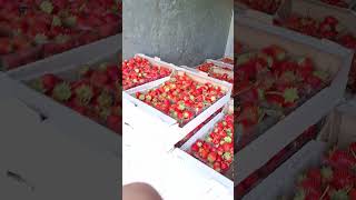 Осенью клубника по-особенному сладкая🍓 #клубника #strawberry #осень