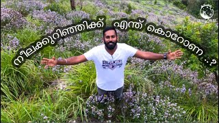 നീലക്കുറിഞ്ഞിക്ക്  എന്ത് കൊറോണ? | GRASS2MARS| NEELAKURINJI THONDIMALA MUNNAR |