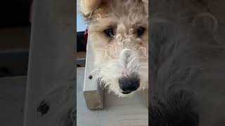 Wire Fox Terrier Greetings are the Best