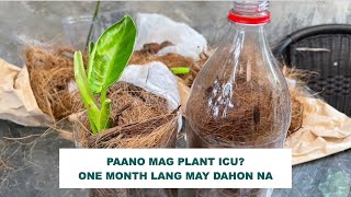 PLANTS ICU: ONE MONTH LANG MAY DAHON NA!