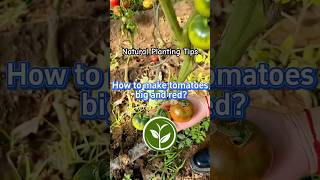 How to make tomatoes big and red? #shortvideo #youtubeshorts #shorts #viralvideo #garden #plants