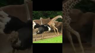 Ostrich attacks baby giraffe