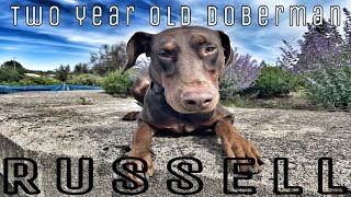 Russell 2 Year Old Doberman | Best Trained Dogs of OR | Portland OffLeash K9 Training