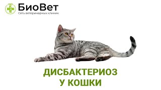 Дисбактериоз у животных