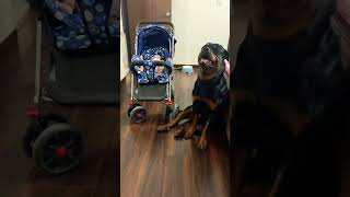 Dog protecting newborn sister #shorts #short #dog #rottweiler #rottweilerdog #puppy #dogshorts #yt