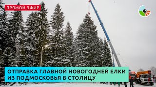 Отправка главной новогодней елки из Подмосковья в столицу