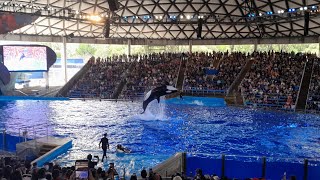 One Song Orca Encounter SeaWorld San Antonio 4/13/24