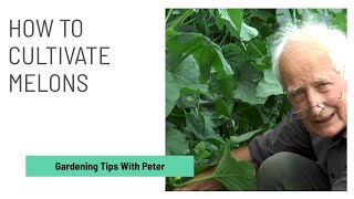 How to Cultivate Melons  | Garden Ideas | Peter Seabrook