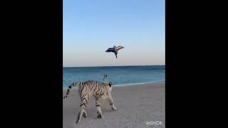 Two Tigers vs Artificial Bird