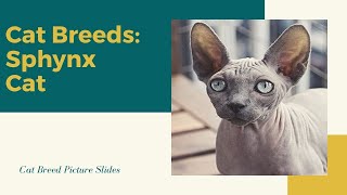 Sphynx Slides - Cat Breeds