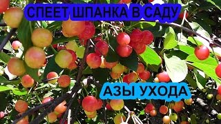 ШПАНКА - АЗЫ УХОДА