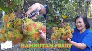 HARVESTING FRUITFUL RAMBUTAN