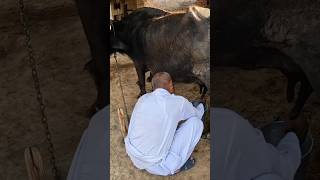 Buffalo Milking by Hand #shorts