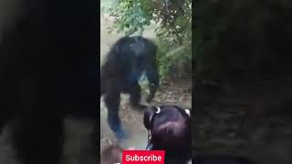 Playful Gorilla Pranks Kids at the Zoo!