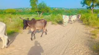 Cows & Beautiful view || desert Thar || #animals #thardesert #desertanimals #cow #cows #cowsfarming