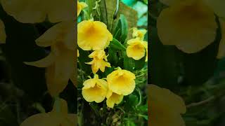 #dendrobium #orchid #jenkinsii#gardening #ytshorts #shortvideo #species #shorts