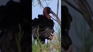 #Frigatebird #Crested caracara #Glossy ibis#Torrent #duck