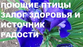 ПОЮЩИЕ ПТИЦЫ-ЗАЛОГ ЗДОРОВЬЯ,А БОЖЕСТВЕННАЯ ПРИРОДА ИСТОЧНИК РАДОСТИ И ГАРМОНИИ ДУШИ И ТЕЛА.