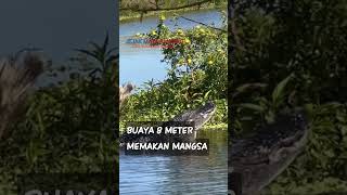 BUAYA MEMAKAN MANGSA???