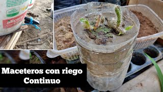 💦riego por absorción capilar, para los plantines de pitahaya híbrida. nos ahorra tiempo y agua.