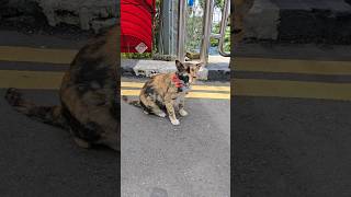 Hello #cat #cute #penang #malaysia #pets #chill #shorts #travel