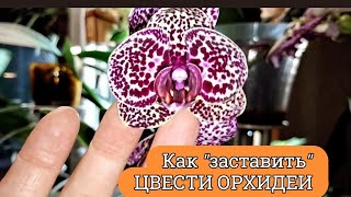 Как "заставить " 🌸 ЦВЕСТИ 🌸ОРХИДЕИ 🌸