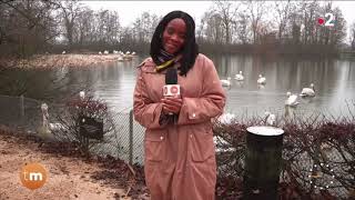 Le Parc des Oiseaux - Reportage Télématin