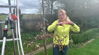 Pleached trees & how to make them