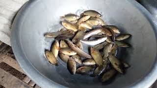 Awesome Net Fishing In Canal Get Many Fishes /Fishing Videos - PU MENG Fishing