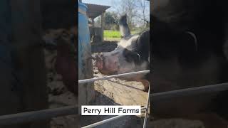 The misses drinking water is the cutest thing. #farmlife #shorts