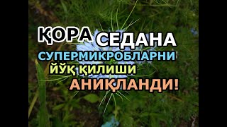 Қора Седана ёғи Супермикробларни йўқ қилиши аниқланди!