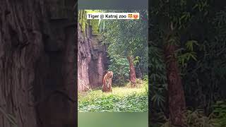 Tiger @ Katraj zoo 🐯😍 #zoo #tiger #animals #wildlife #wildanimals #shorts #viral #shortvideo #pune