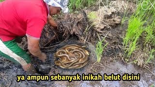 EDAAN!!!SUPER BANYAK, MENANGKAP BELUT DI RAWA, BANYAK BELUT BERTELUR #ngukuybelut