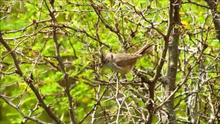 Tufted Tit-Spinetail - Leptastenura platensis. Uruguay Nov 2014