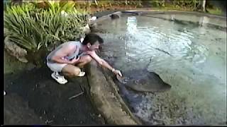 Friendly Stingray Palau Micronesia