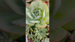 # simple arrangement in rectangle pot# succulent lovers # yt shorts