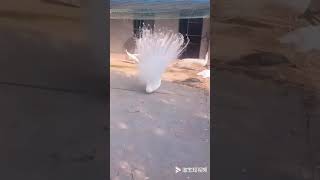 Wow 🤩 white peacock 🦚 @super hero Hiren vlogs😘😘