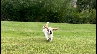 My Basset Hound Vincent being a good, good boy.