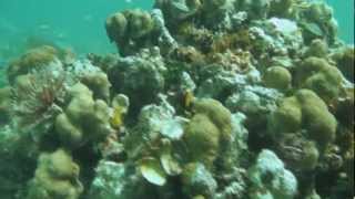 Snorkelen in de caribische wateren